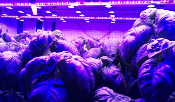 Extra blauw licht heeft geen invloed op smaak en gewaskwaliteit