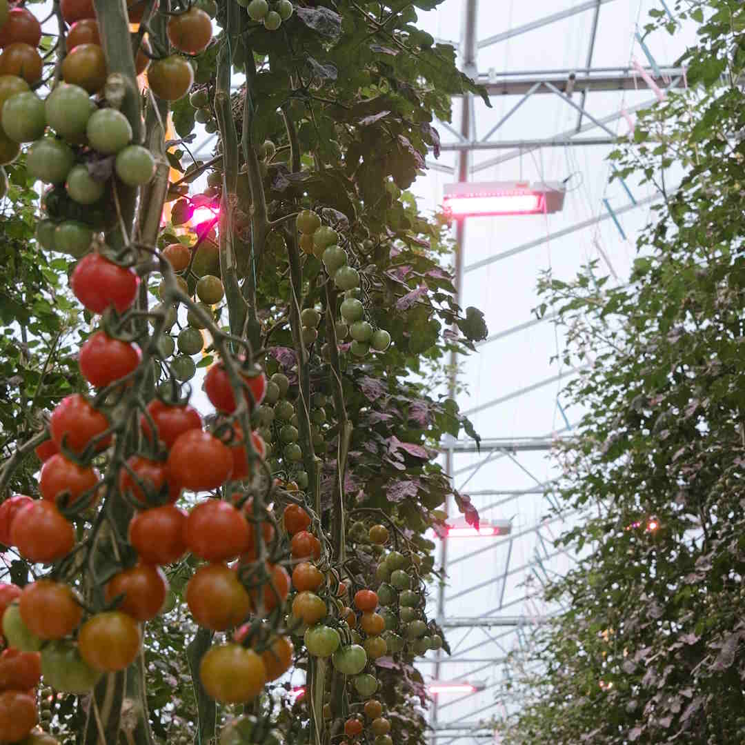 Verrood in tomatenteelt: wel of niet verstandig?