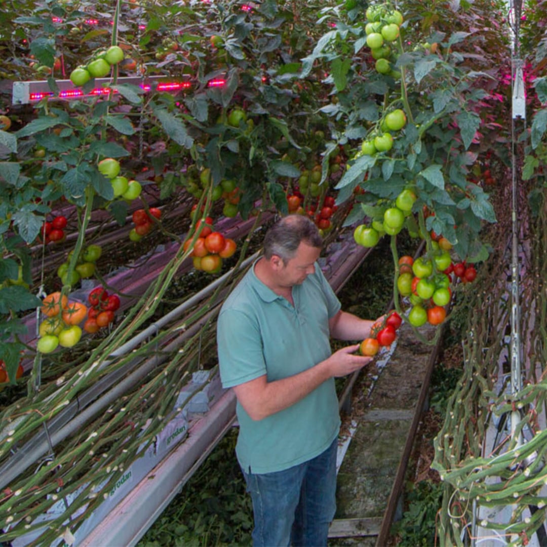 HPS- en LED-lampen combineren voor hogere tomatenopbrengsten en langere verlichtingsperiodes